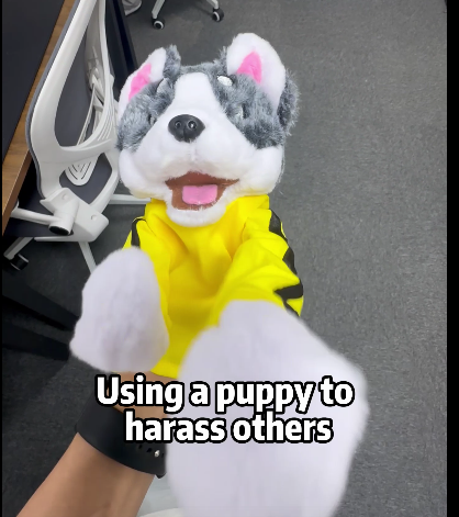 Boxing Husky